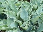 Hosta Waterslide