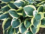 Hosta Whirling Dervish