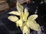 Hosta White Feather