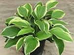 Hosta Wide Brim