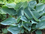 Hosta Wishing Well