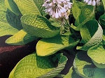 Hosta World Cup