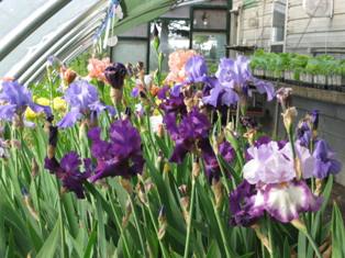 Irises in Bloom