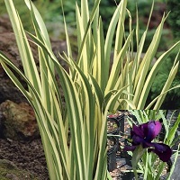Iris ensata Variegata