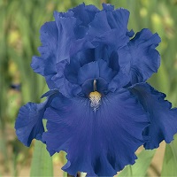 Iris Bearded Blue Suede Shoes