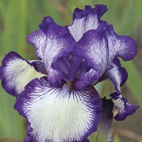 Iris Bearded Bountiful Harvest