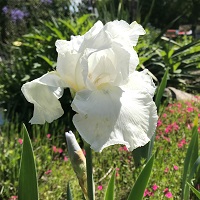 Iris Bearded Immortality