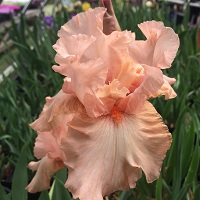 Iris Bearded Pink Attraction