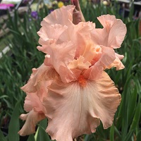 Iris ger. 'Pink Attraction '