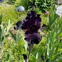 Iris Bearded Superstition