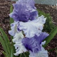Iris germanica Wintery Sky