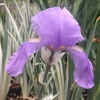 Iris pallida 'Albo variegata'