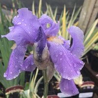Iris pallida 'Aureo Variegata'