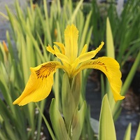 Iris pseudacorus 'variegata'