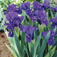 Iris pumila Blue
