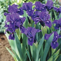 Iris pumila Blue