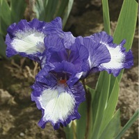 Iris pumila 'Freeze Frame'