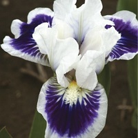 Iris pumila 'Riveting'