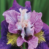 Iris siberica 'On Mulberry Street'