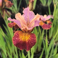 Iris sibirica 'Paprikash'