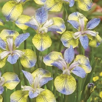 Iris siberica 'Tipped In Blue'
