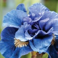 Iris sibrica Concord Crush
