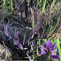Iris versicolor Gerald Darby
