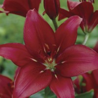 Asiatic Lily Dynamix