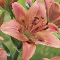 Asiatic Lily Tinilco