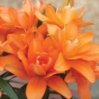 Asiatic Lily Tiny Double You