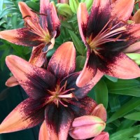 Asiatic Lily Tiny Shadow