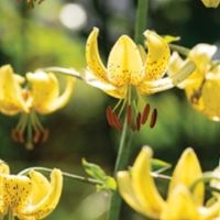 Turk's Cap Lily Golden Morning' /
                                Turk