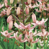 Martagon Lily Pink Morning