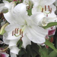 Oriental Lily Casa Blanca