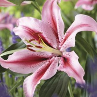 Oriental Lily Jaybird