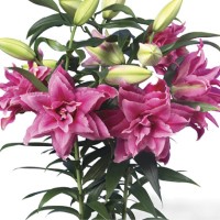 Oriental Lily Roselily Esra