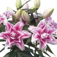 Oriental Lily Roselily Nowa