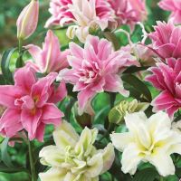 Oriental Lily Roselily Romance Mix