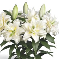 Oriental Lily Roselily Sita