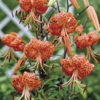 Tiger Lily Splendens