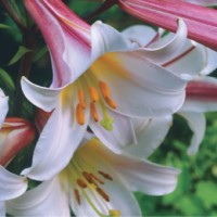 Trumpet Lily Regal