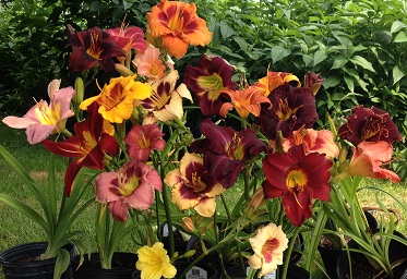 MixedHemerocallis