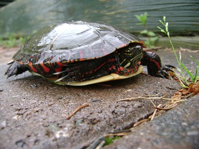 Turtle