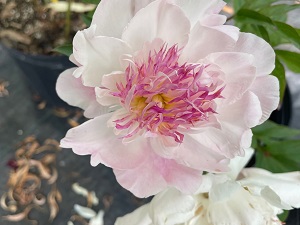 Peony Do Tell