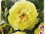Peony itoh Bartzella