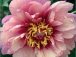 Paeonia itoh Berry Berry Fine