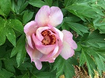 Paeonia itoh Cora Louise