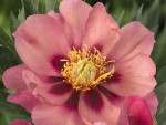 Peony itoh Old Rose Dandy