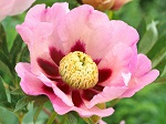 Peony itoh Pastel Splendor