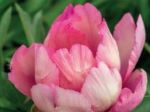Paeonia itoh Pink Double Dandy